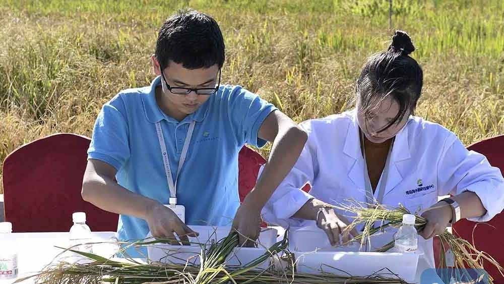 चीन के वैज्ञानिकों ने ऊसर-बंजर जमीन में किया धान का बंपर उत्पादन , चावल को बताया सेहत के लिए फायदेमंद 