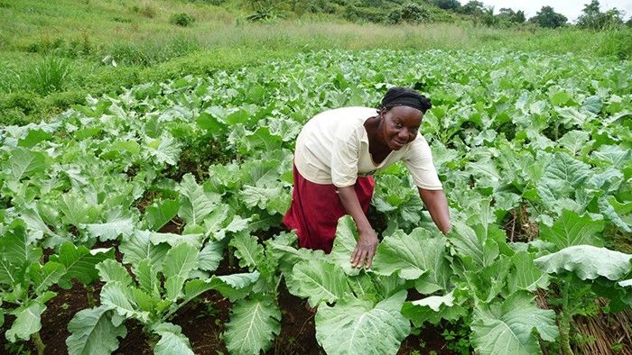 कमाई के लिए युगांडा के किसान अपना रहे हैं खेती का देसी नुस्खा