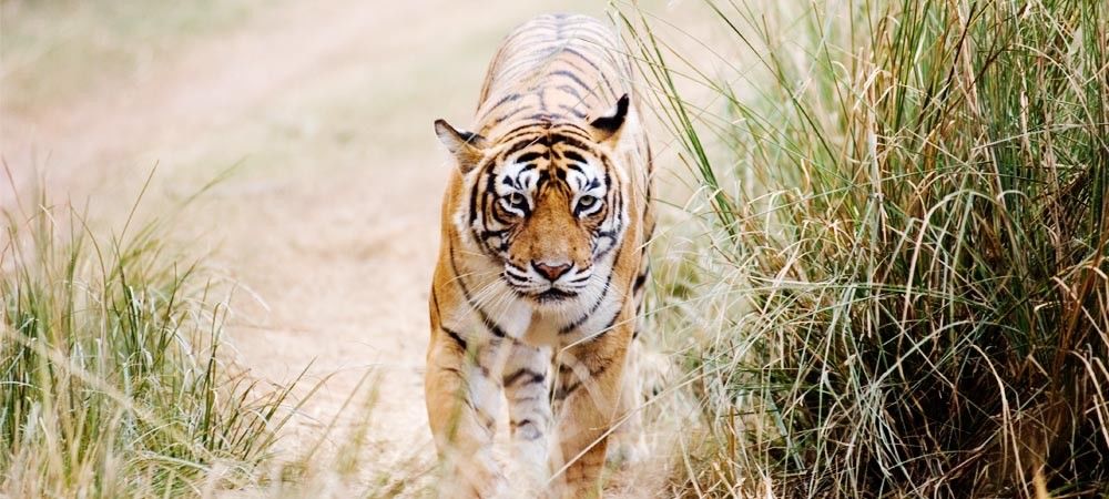 दुनियाभर के बाघों में से 70 प्रतिशत भारत में: सरकार