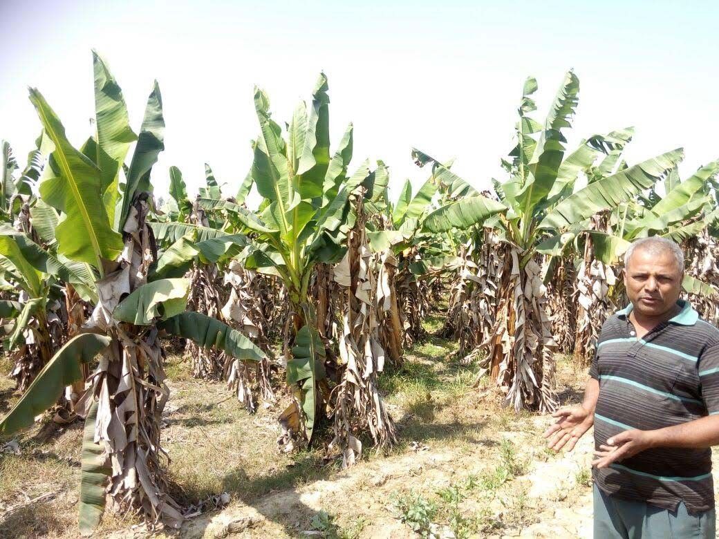 केले की सहफसली खेती से कमा रहे लाखों रुपए