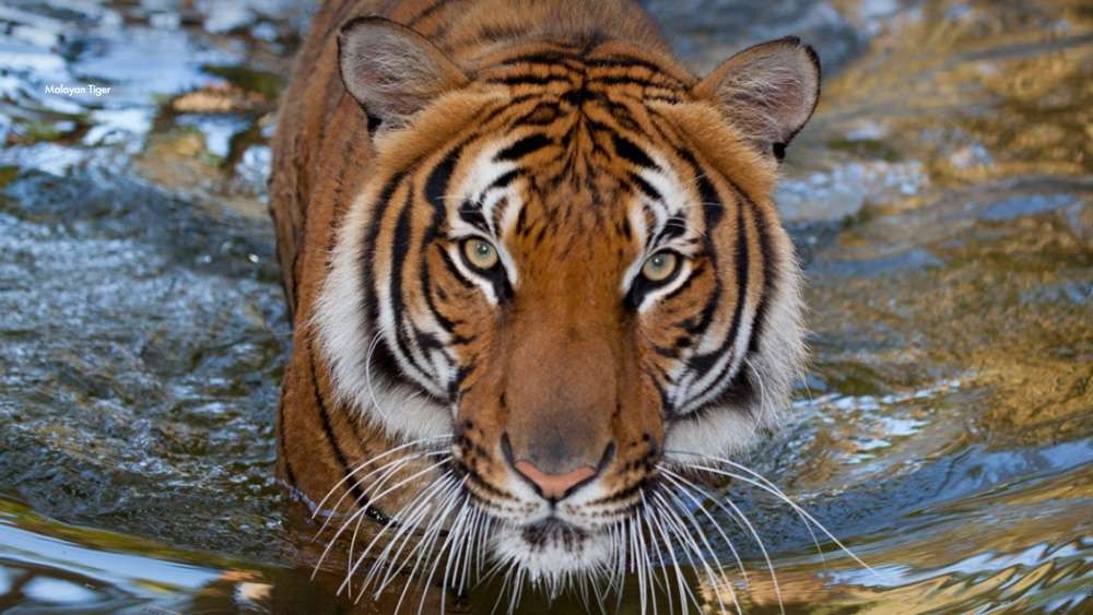 बाघ की मौजूदगी का पता लगाने के लिए गुजरात में होगी उनकी गणना
