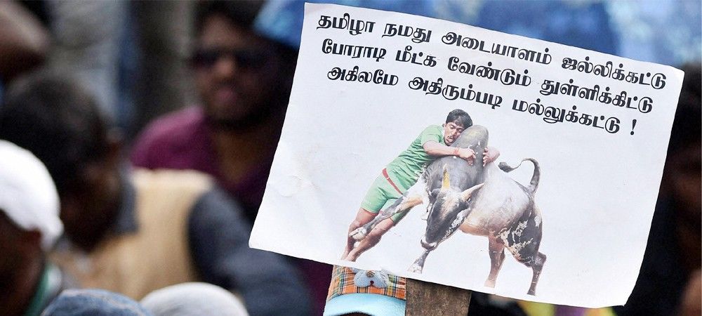 जल्लीकट्टू के समर्थन में तमिल-अमेरिकियों ने रैली निकाली