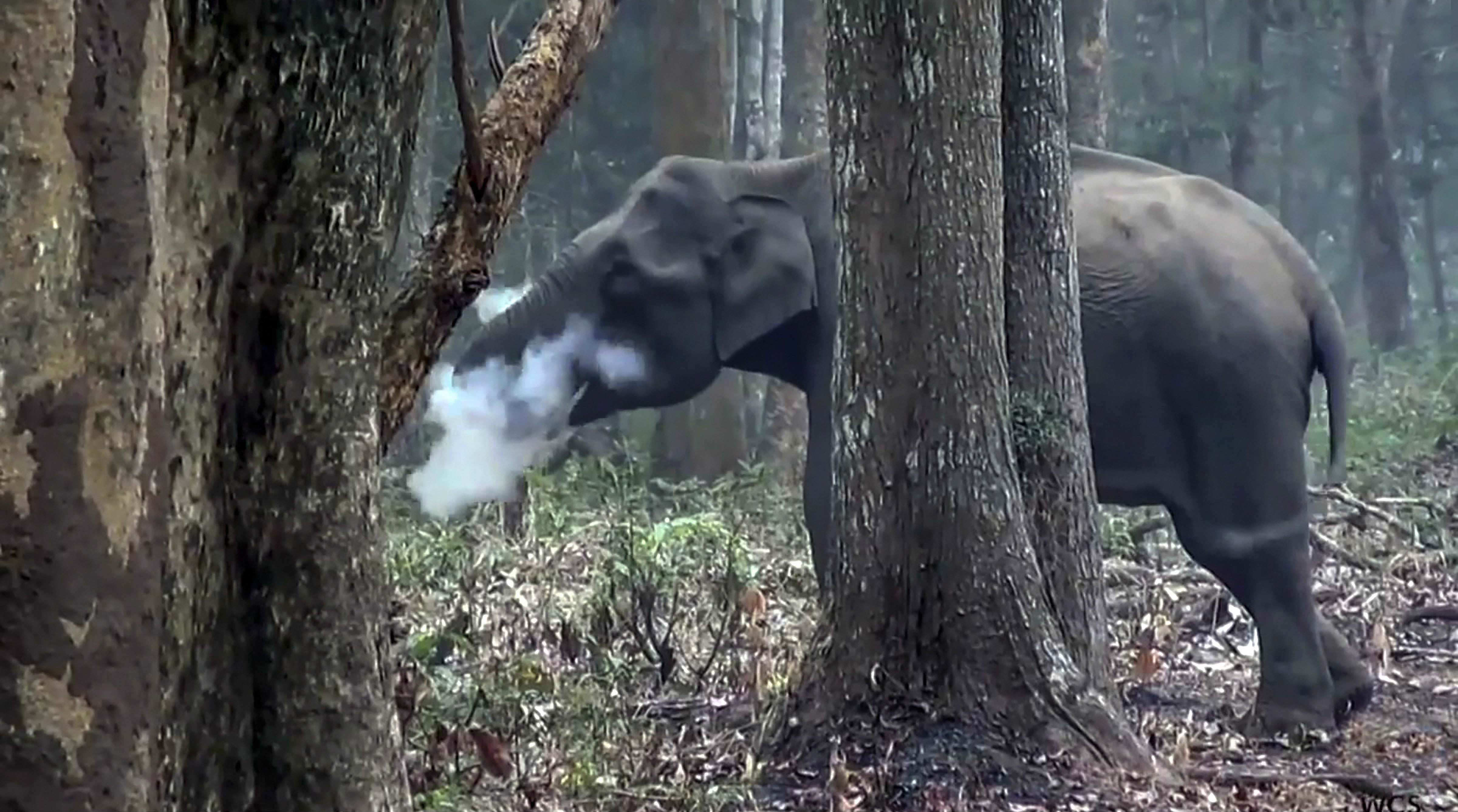 धूम्रपान करता जंगली हाथी, वैज्ञानिकों-विशेषज्ञों में कौतूहल 
