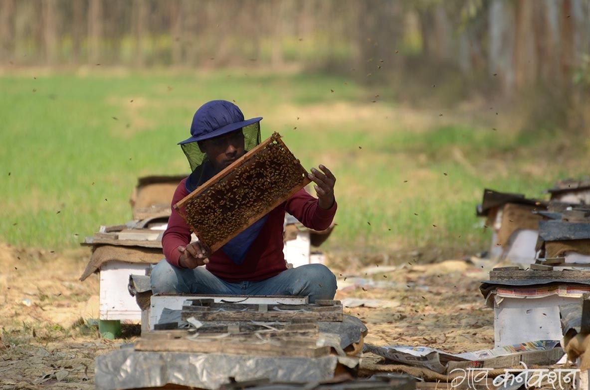 किसानों की आय बढ़ाने के लिए नीति आयोग मधुमक्खी पालन को देगा बढ़ावा 
