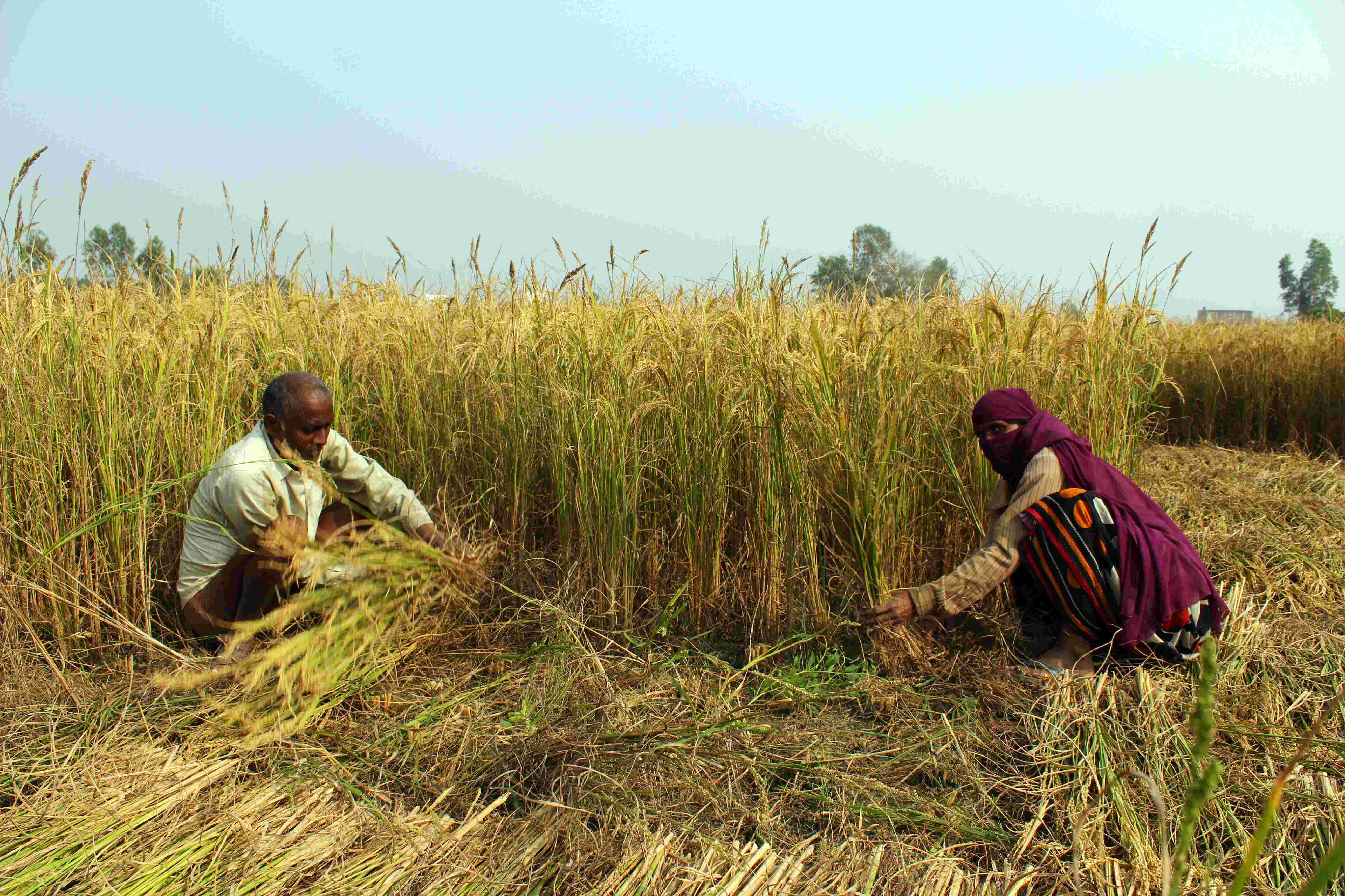 दक्षिण भारत की तरह यूपी में अब जायद में भी हो रही धान की खेती