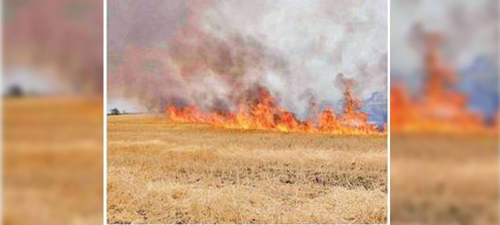 प्रतिबंध के बावजूद भी किसान खेत में ही जला रहे फसल अवशेष