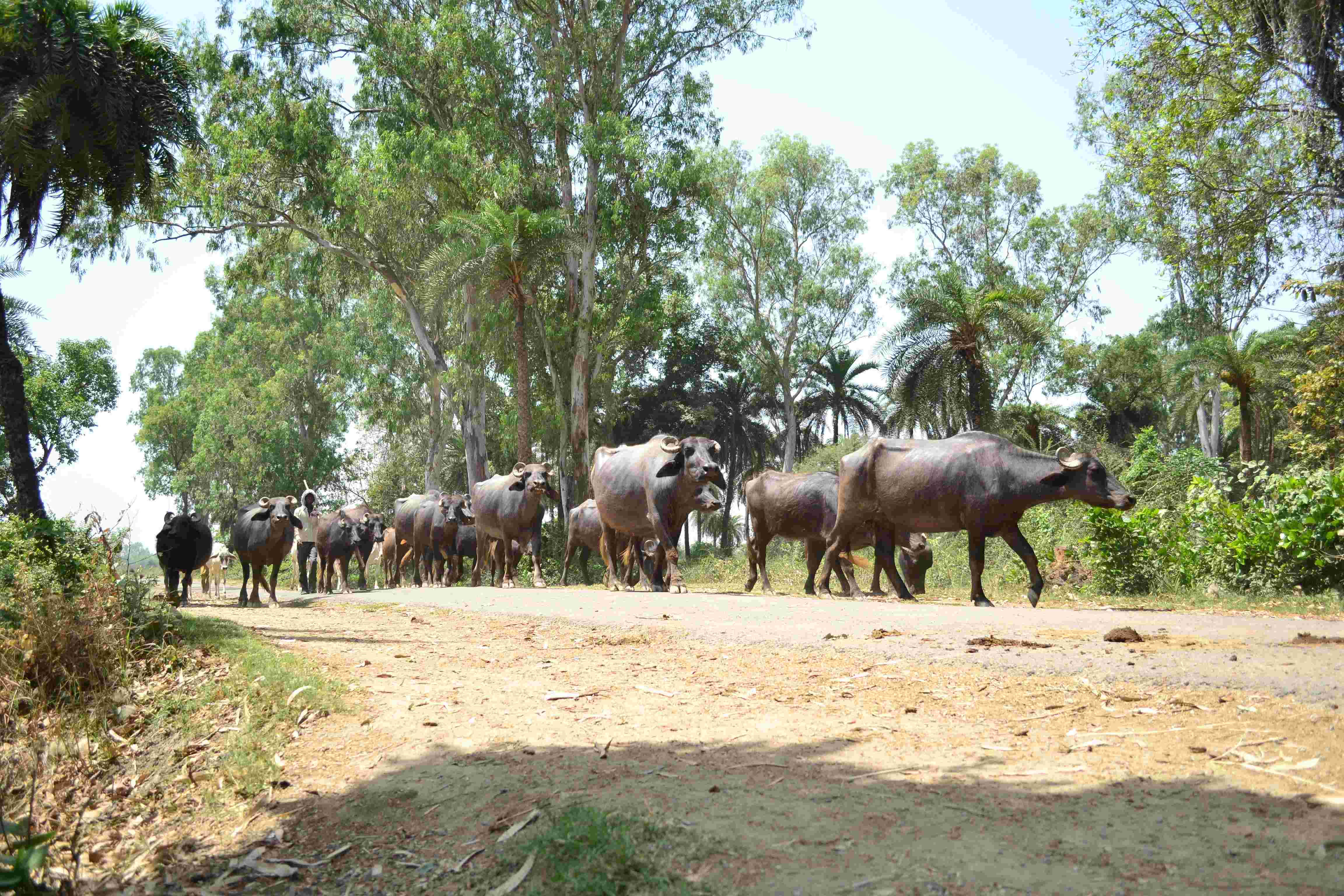 उत्तर भारत में बढ़ी गाय-भैंसों की कीमतें, मुर्रा नस्ल की भैंसों की सबसे ज्यादा मांग