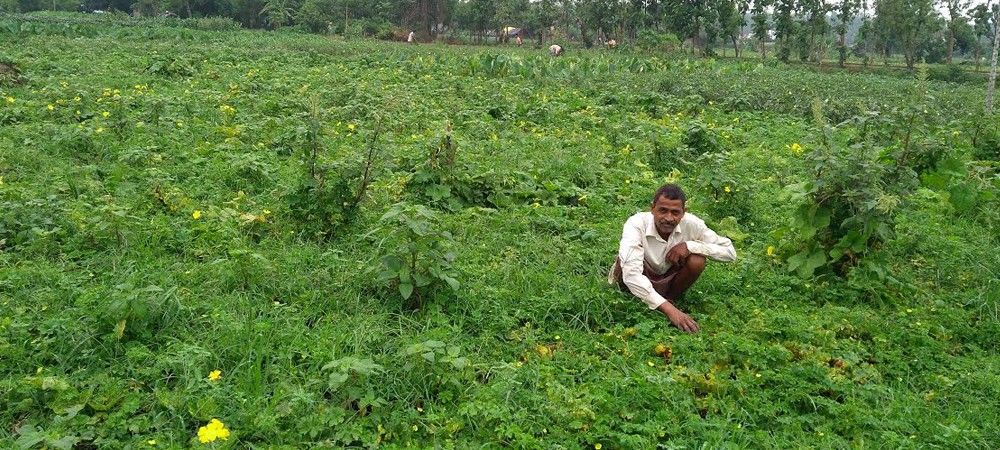 सब्जी की खेती कर रहे किसानों को नहीं मिल रही सरकारी मदद