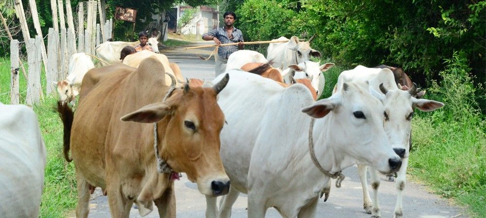 देशी नस्ल की गायों की घटती आबादी पर NGT सख्त, सरकार को राष्ट्रीय नीति तैयार करने को कहा 
