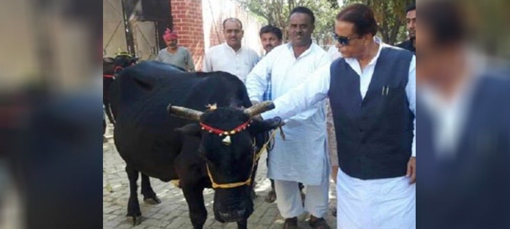 आजम खान ने लौटाई शंकराचार्य की दी हुई गाय, कहा-गोरक्षकों से लगता है डर