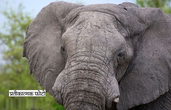 पशु अधिकार संगठन इस हाथी को गिनीज बुक में शामिल करने के खिलाफ
