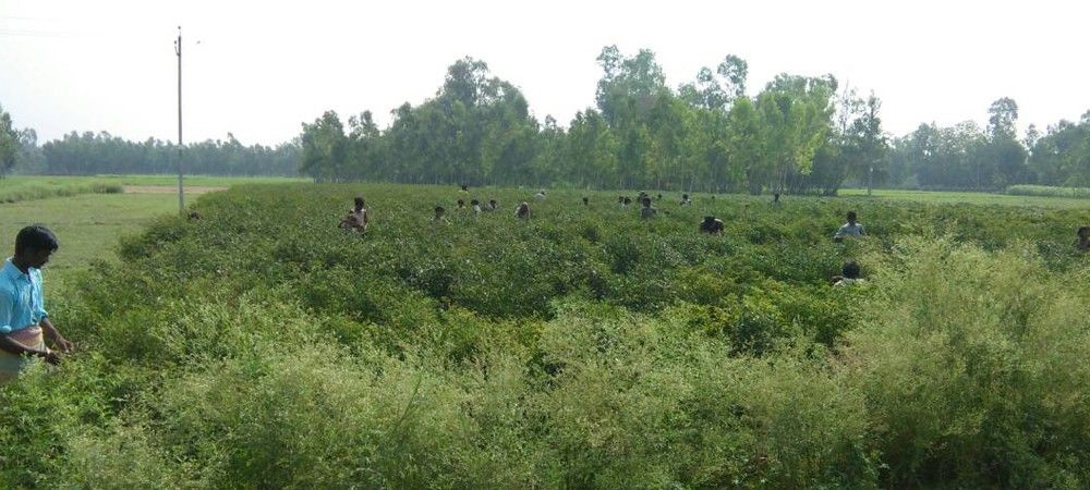कीड़े और रोग से  मिर्च उत्पादक किसानों को झटका