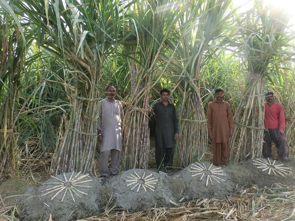भारत की वजह से खुश हैं पाकिस्तान के गन्ना किसान