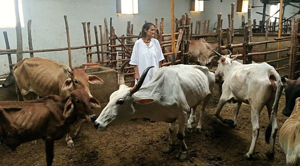 बेसहारा गायों की देखभाल करने वाली जर्मन महिला को मिलेगा पद्मश्री सम्मान