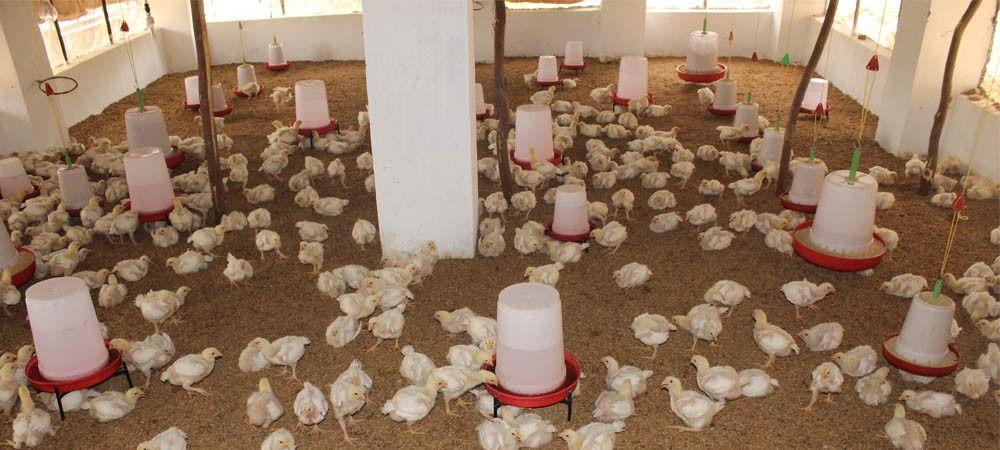 खेती के लिए बढ़ रही मुर्गी खाद की मांग, लगाई जाती है बोली