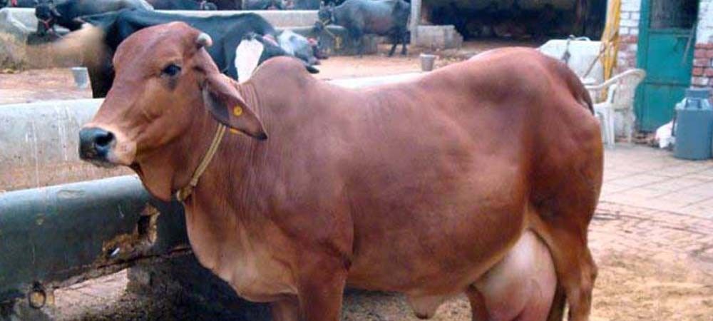 गाय के गोबर व मूत्र पर होगा शोध, केन्द्र सरकार ने बनाई समिति