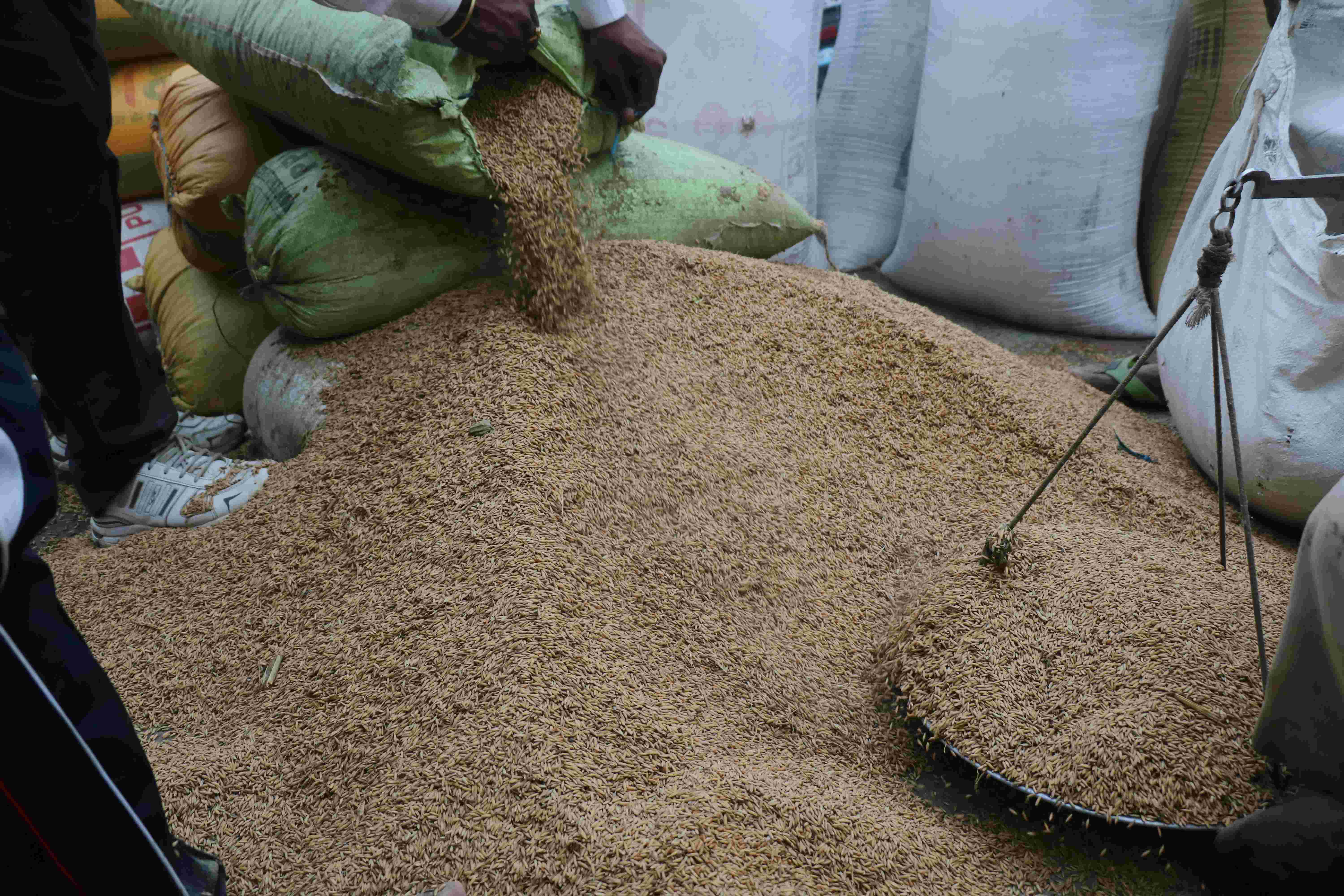 कैबिनेट की मंजूरी : यूपी में गेहूं की तर्ज पर होगी धान की खरीद, 72 घंटे में किसानों को होगा भुगतान
