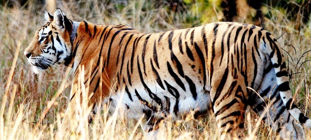 मध्यप्रदेश के पेंच पार्क में बढ़ रही बाघों की संख्या 