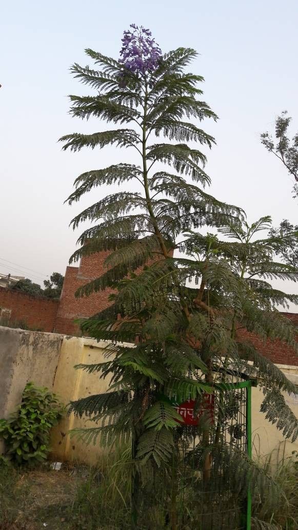 मैनपुरी में  पर्यावरण को संजीवनी देंगे विदेशी प्रजाति के पौधे