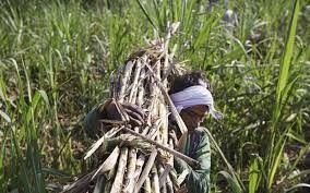 भारतीय गन्ना अनुसंधान संस्थान ने किसानों की आय बढ़ाने हेतु यूपी के 8 गाँवों को लिया गोद 