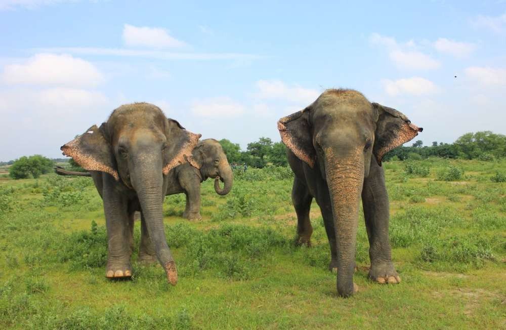 हाथी मेरे साथी : कान्हा की धरती पर होती है  हाथियों की सेवा