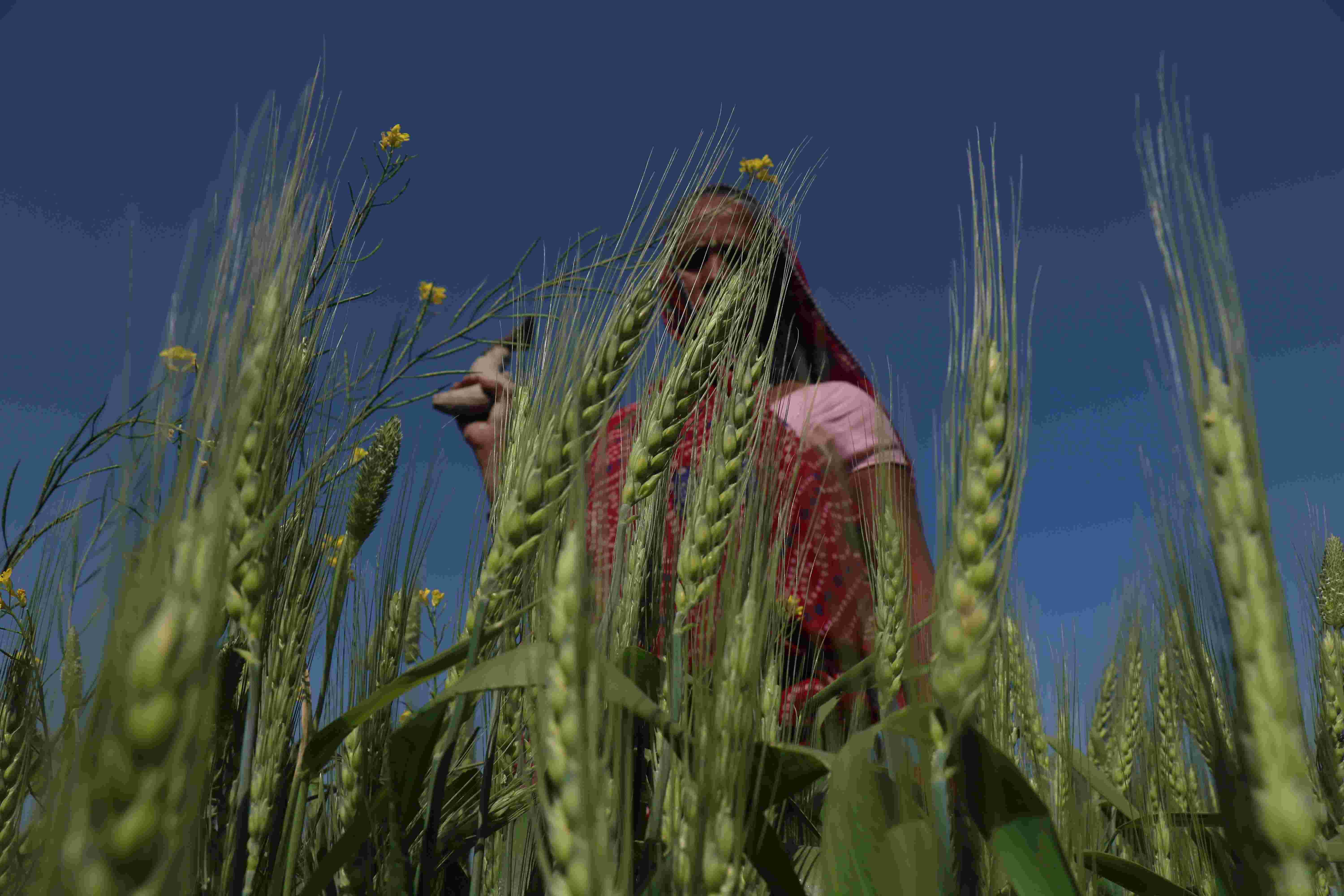 किसानों की मुसीबत ‘व्हीट ब्लास्ट’ रोग से निजात दिलाएगी गेहूं की नई किस्म