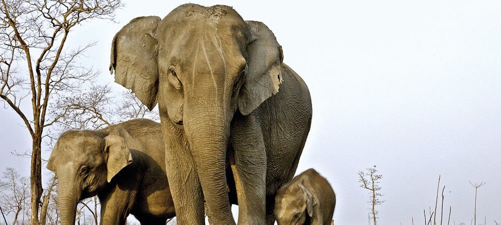 बुंदेलखंड़ में बचे हैं सिर्फ 44 हाथी, 74 ऊंट