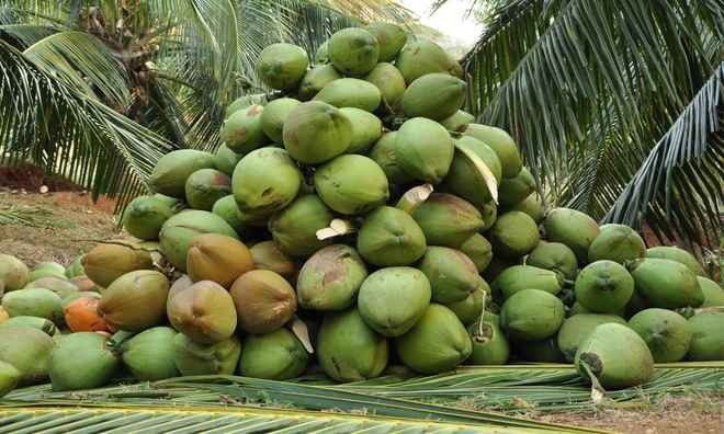 दक्षिण के बाद अब पूर्वोत्तर में भी नारियल की बढ़  रही खेती