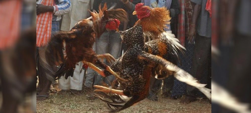आंध्र प्रदेश: उच्च न्यायालय की रोक के बावजूद  मुर्गों की लड़ाई का खेल जारी