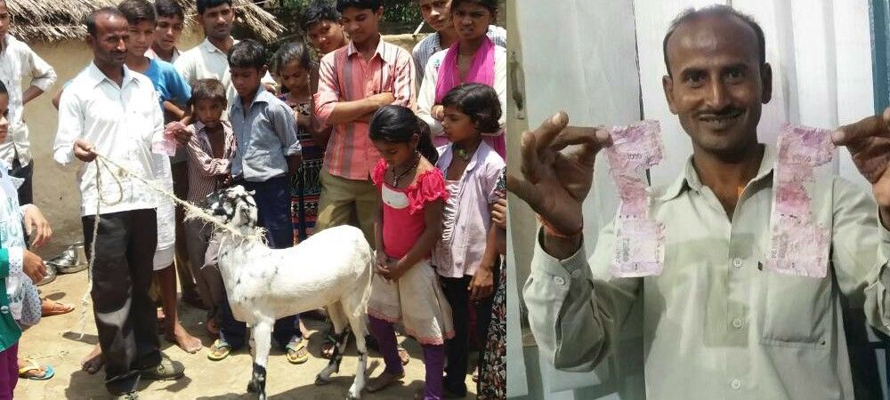 वीडियो: इस बकरे ने खा लिए 66 हजार रुपए...