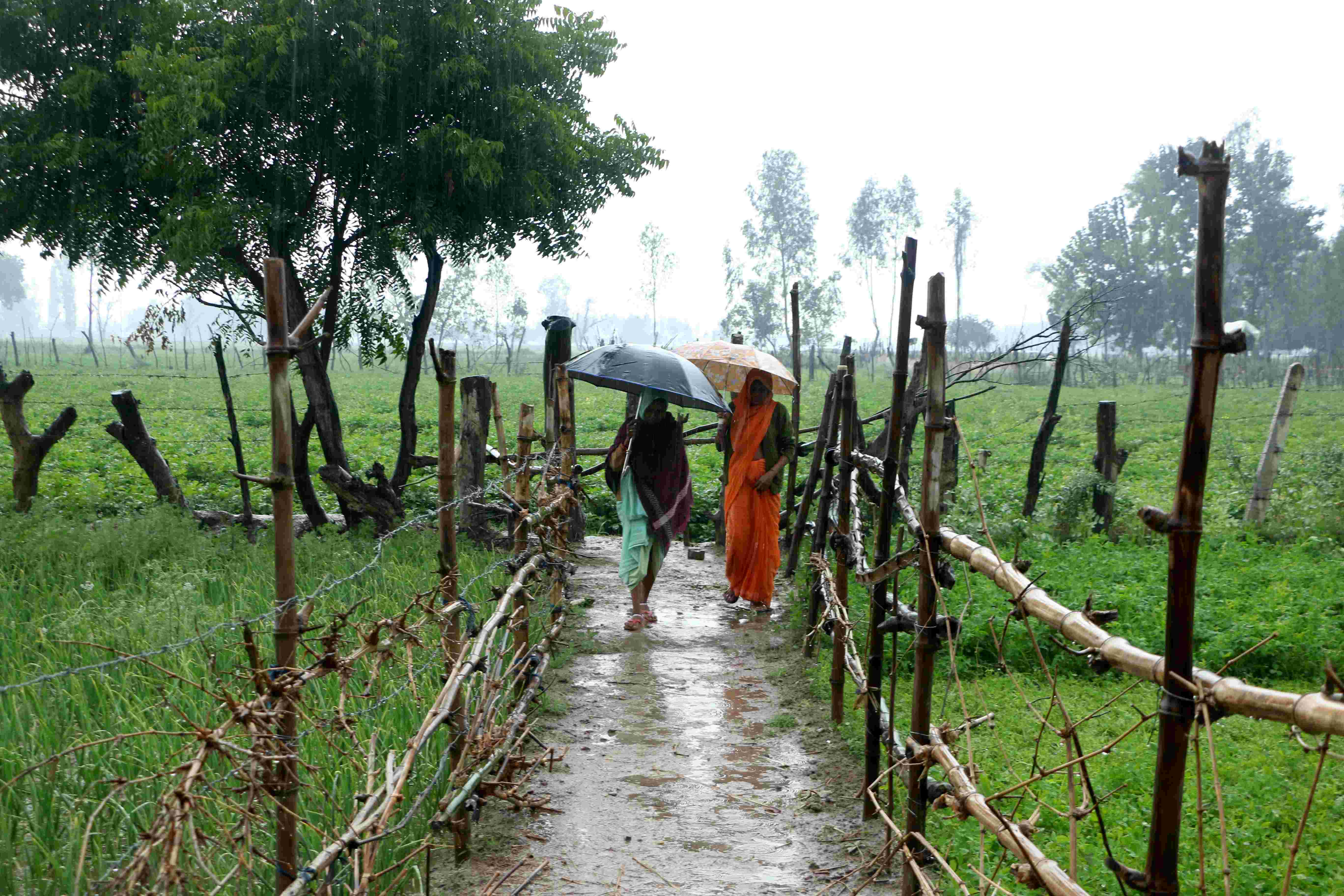 सर्दी की बारिश: गेहूं की फसल के लिए ‘अमृत’ लेकिन आलू और सरसों के किसान रहें सावधान