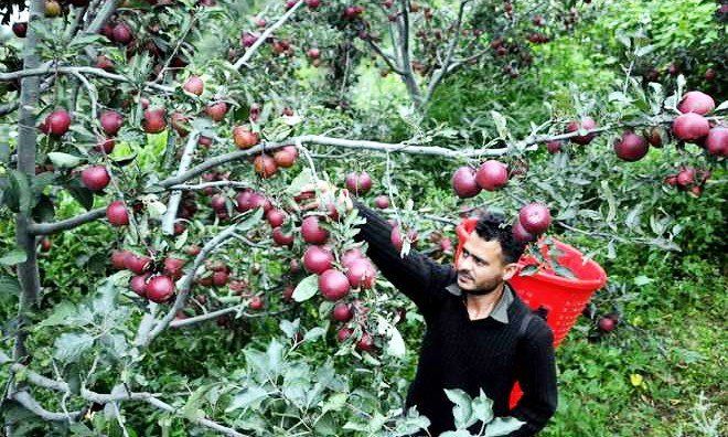 कंगाल हो रहे सेब उगाने वाले किसान
