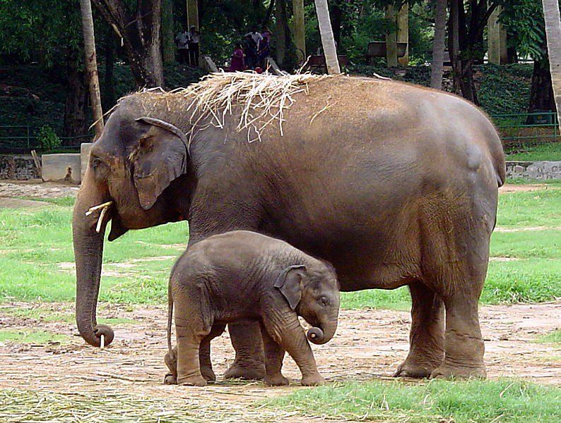 ‘बिगड़ैल’ हाथियों को नियंत्रित करेंगे ‘कुंकी हाथी’