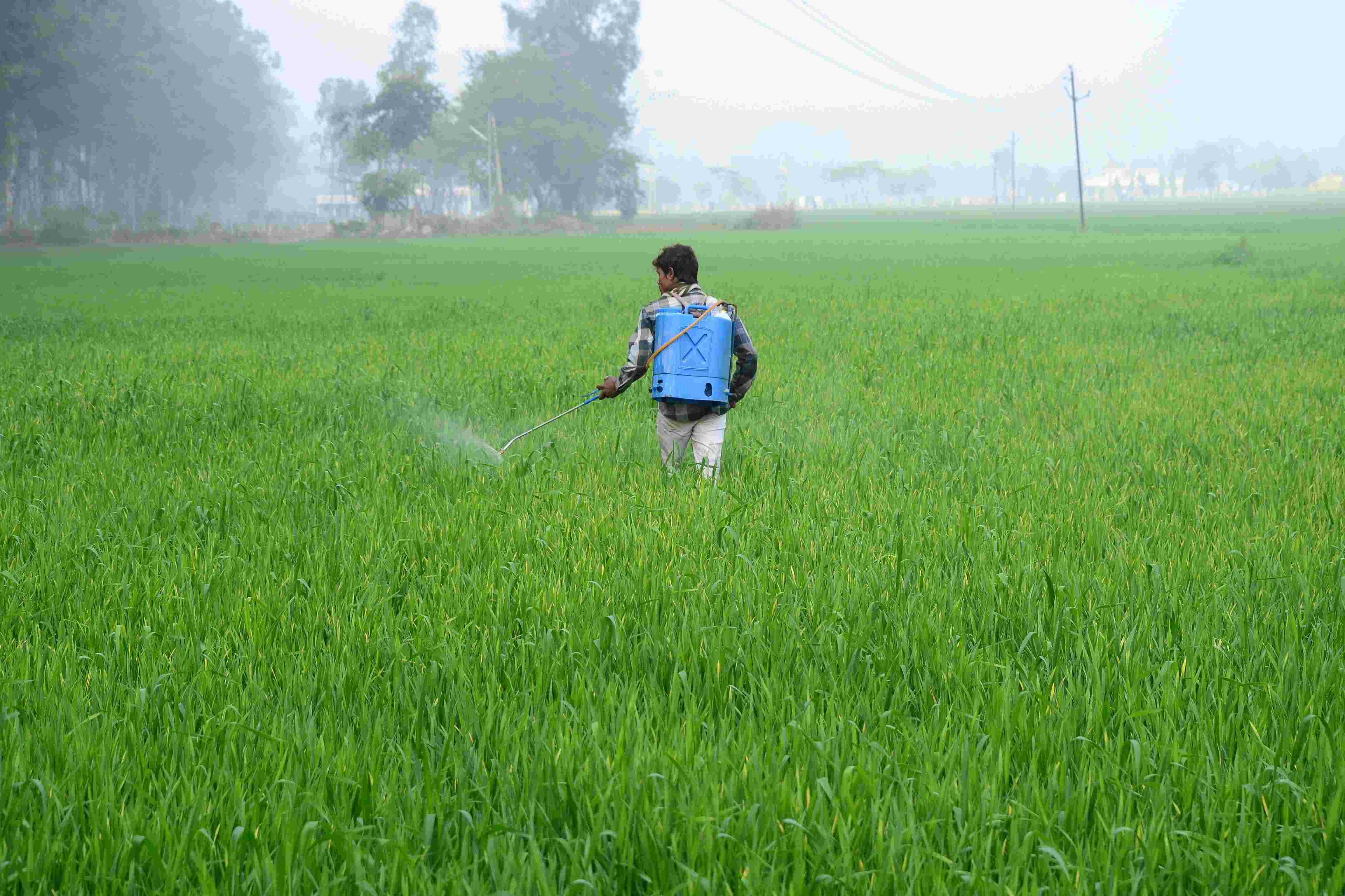 नोटबंदी से मायूस किसानों के लिए खुशखबरी,  स्प्रे छिड़कने से 20% बढ़ जाएगी गेहूं की पैदावार: रिसर्च