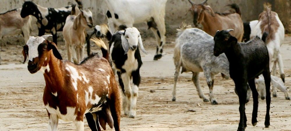 बकरियों में गलाघोंटू रोग का सही तरीके से करें बचाव