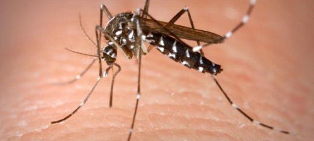दिल्ली में चिकनगुनिया के 79, डेंगू के 24 मामले