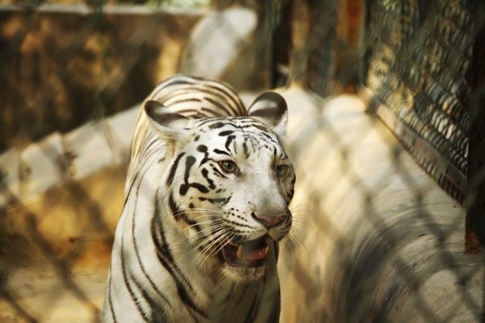 भारत में बाघों की संख्या बढ़ाकर बताई गई?