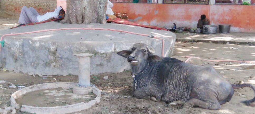 बेलहरा में खराब पड़े सरकारी हैण्डपम्प, क्षेत्रवासी जानवर बाँधने में कर रहे इसका उपयोग