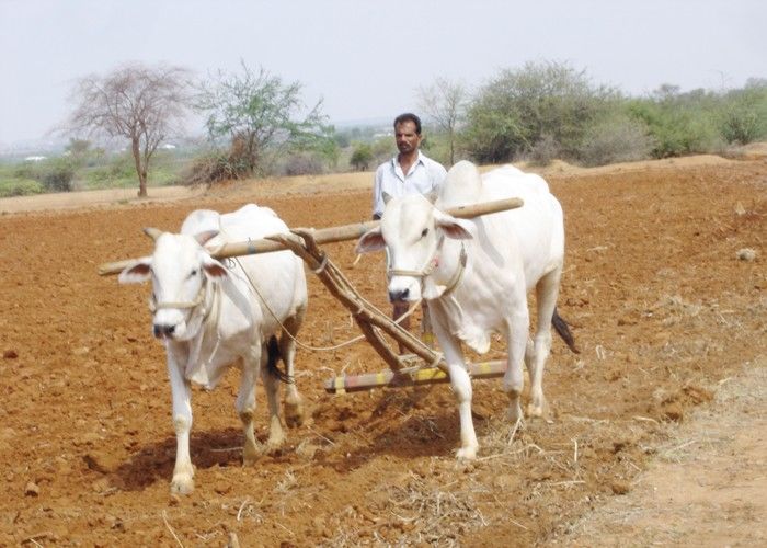 गुजरात के 50 हजार किसानों ने ऑनलाइन खरीदा फसल बीमा