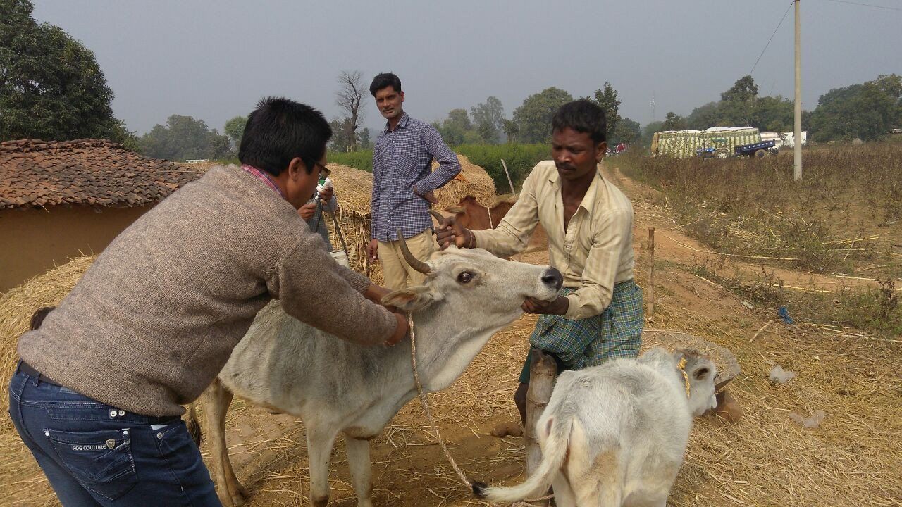 #स्वयं फेस्टिवल: घर-घर और खेत-खेत जाकर पशुओं को लगाए गए टीके