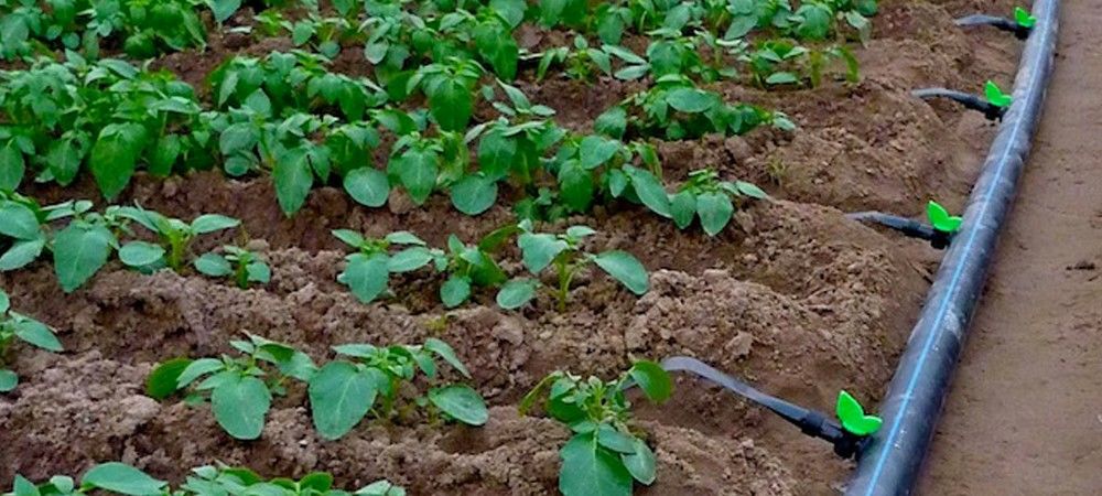 सिंचाई की नई विधियों के लिए करोड़ों का बजट पर किसानों को फायदा नहीं