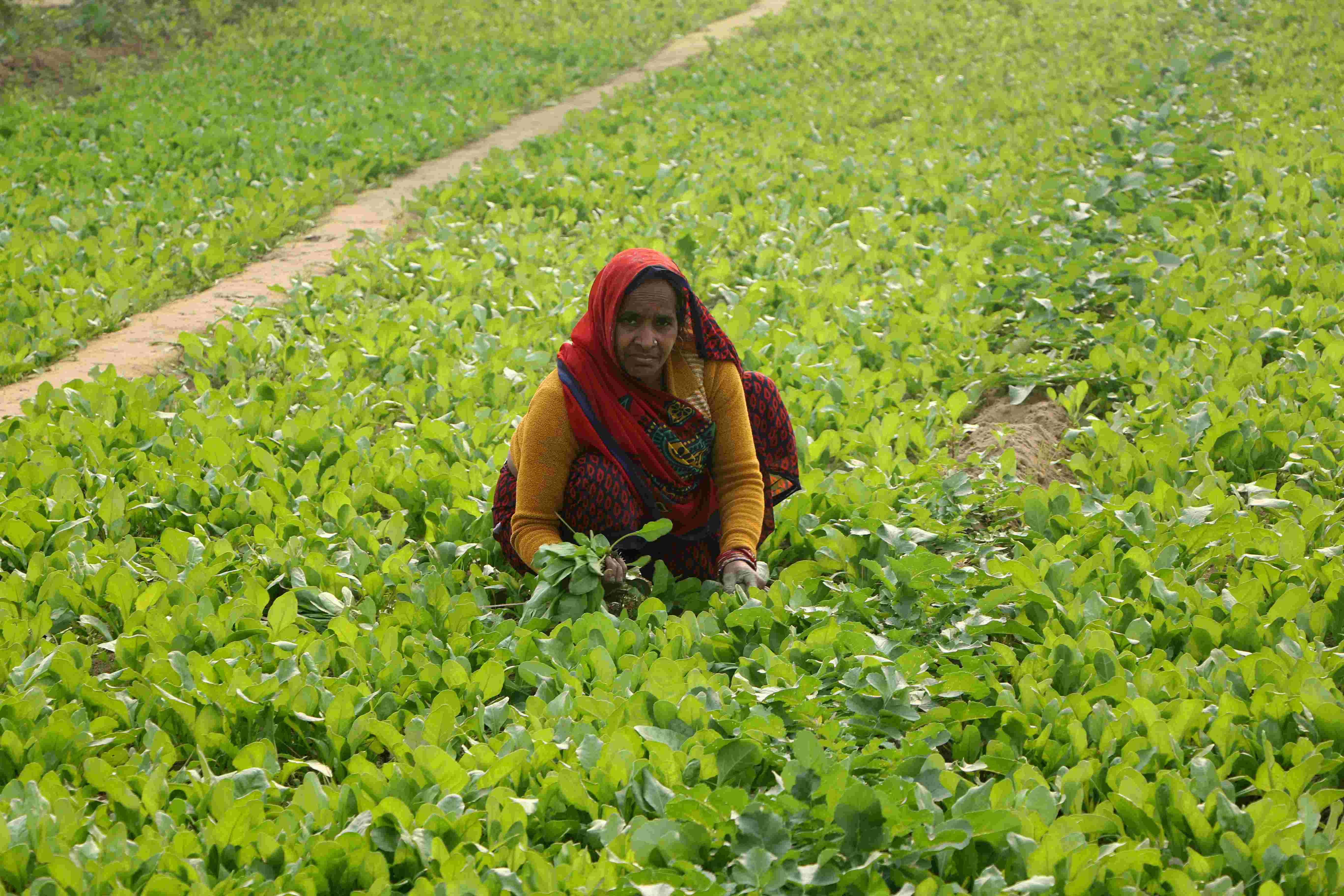खेती-बाड़ी के कामों में महिलाएं सबसे आगे, फिर भी बराबरी का अधिकार नहीं