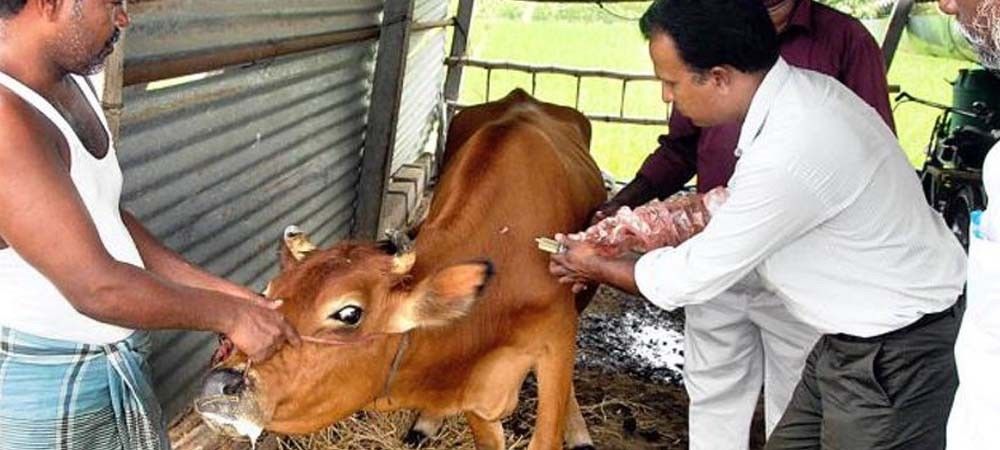 प्रदेश भर में पशुओं का टीकाकरण 15 मार्च से होगा शुरू