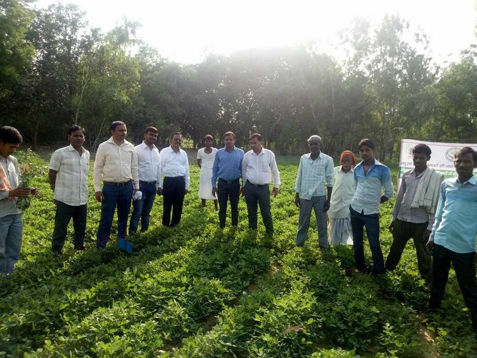सीतापुरः मूंगफली की खेती के क्षेत्रफल को दोबारा बढ़ाने का किया जा रहा प्रयास