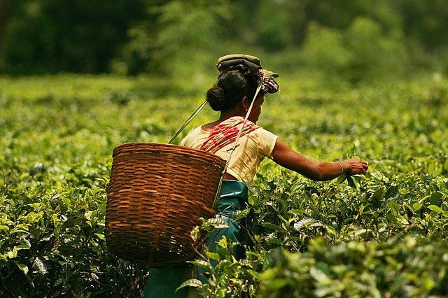 भारत से पाक को निर्यात होनी वाली चाय में 60 प्रतिशत की बढ़ोत्तरी