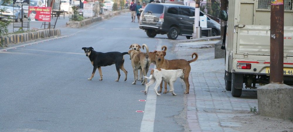 ‘भारत में कुत्तों की हालत आज जितनी बुरी कभी नहीं रही’
