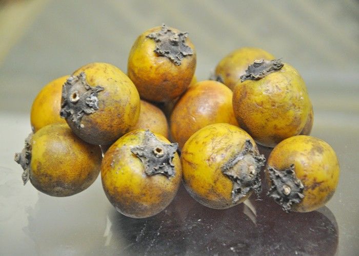 आज का हर्बल नुस्खा: मध्य भारत का ख़ास फल तेंदू