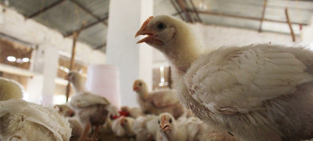 जापान ने बर्ड फ्लू की रोकथाम के लिए मारी जाएंगी 2,10,000 मुर्गियां