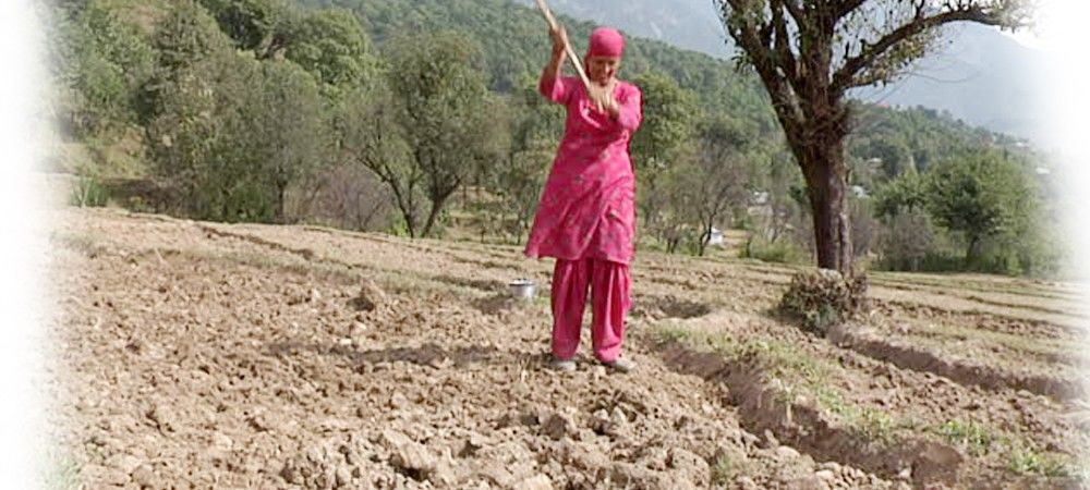 हिमाचल प्रदेश में 80 प्रतिशत कम बारिश से किसान चिंतित, गेंहू की फसल पर असर संभव