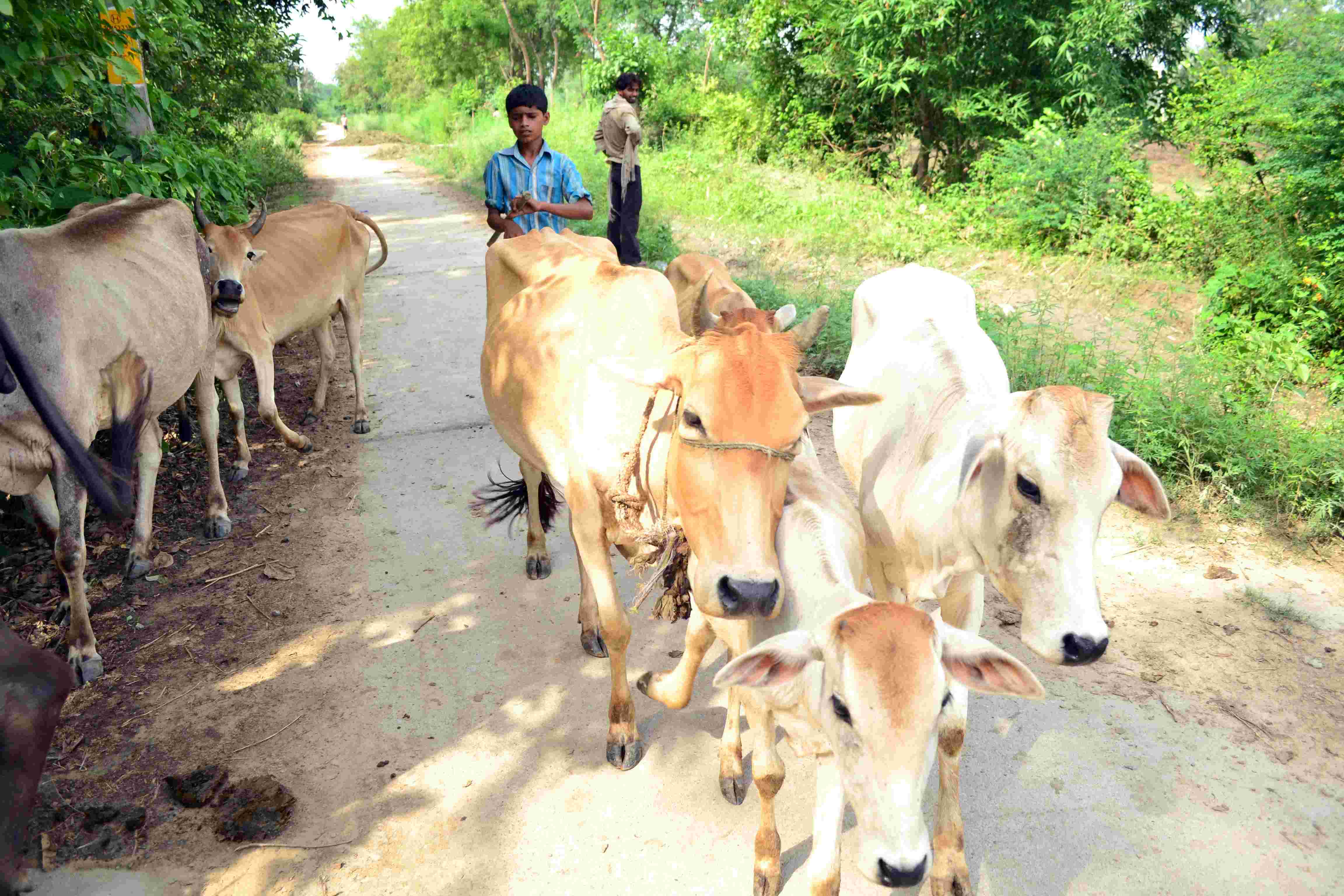 तमिलनाडु में सूखे के कारण सैकड़ों गायों की मौत !
